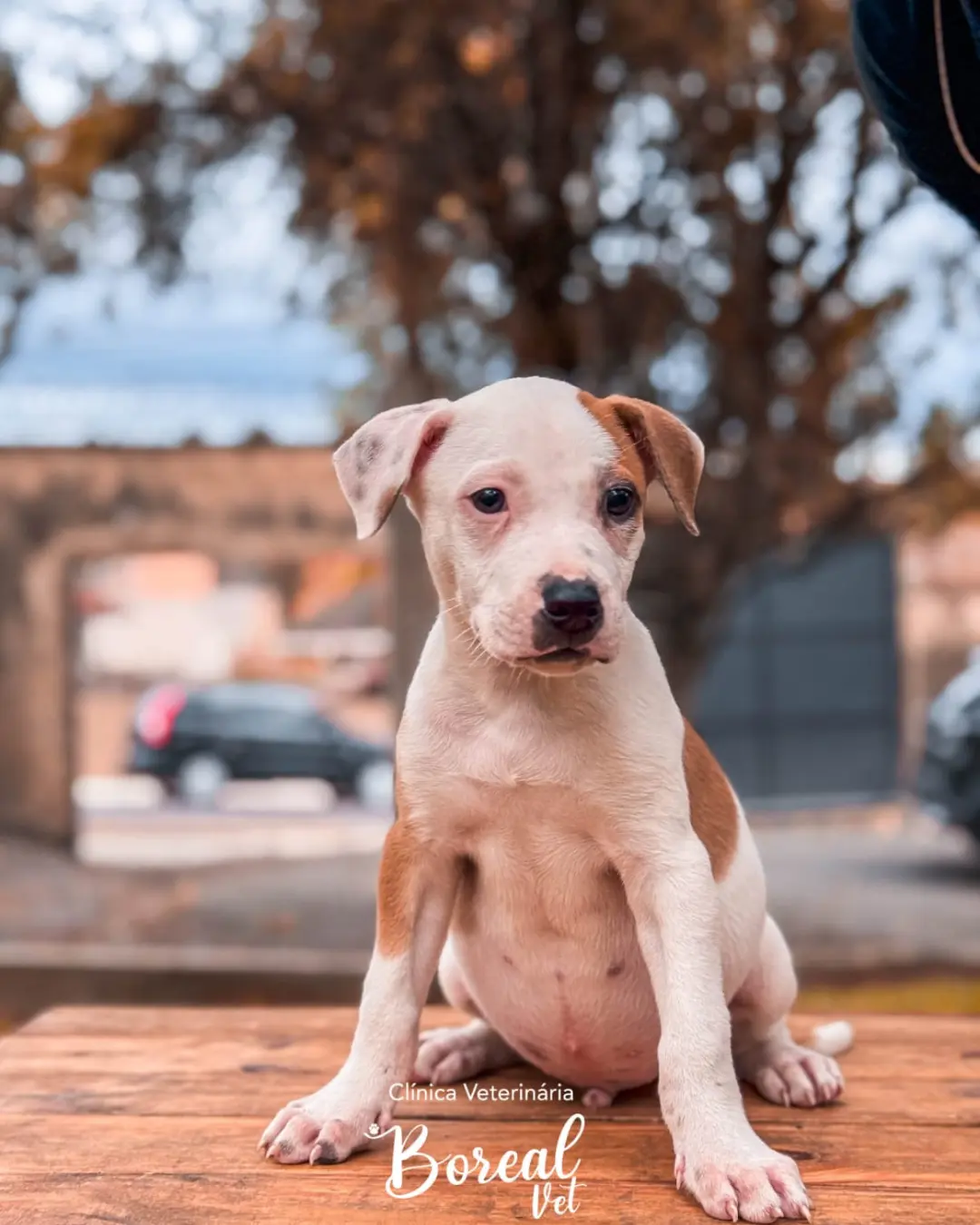 Protetora Viviane levará cachorrinhos resgatados para a Feira de Adoção