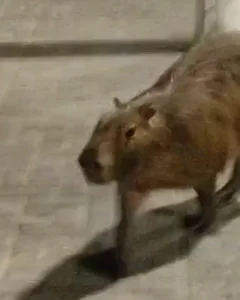 SMMA orienta como agir ao encontrar uma capivara circulando pela cidade