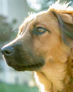 SMMA realizará Feira de Adoção de Cães no Parque Cachoeira