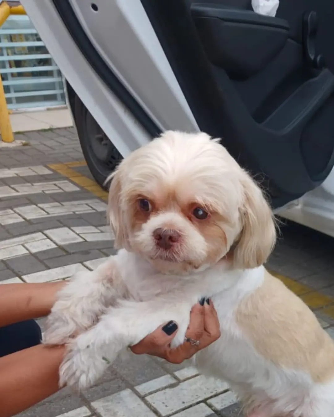 Ajude a encontrar donos do cachorrinho que foi encontrado no Condor do bairro Costeira