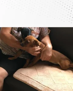 Ajude a encontrar Polaka, cachorrinha que fugiu na região do Botiatuva