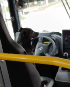 Cachorro “embarca” no Linhão, dá olé no motorista e acaba na direção do busão