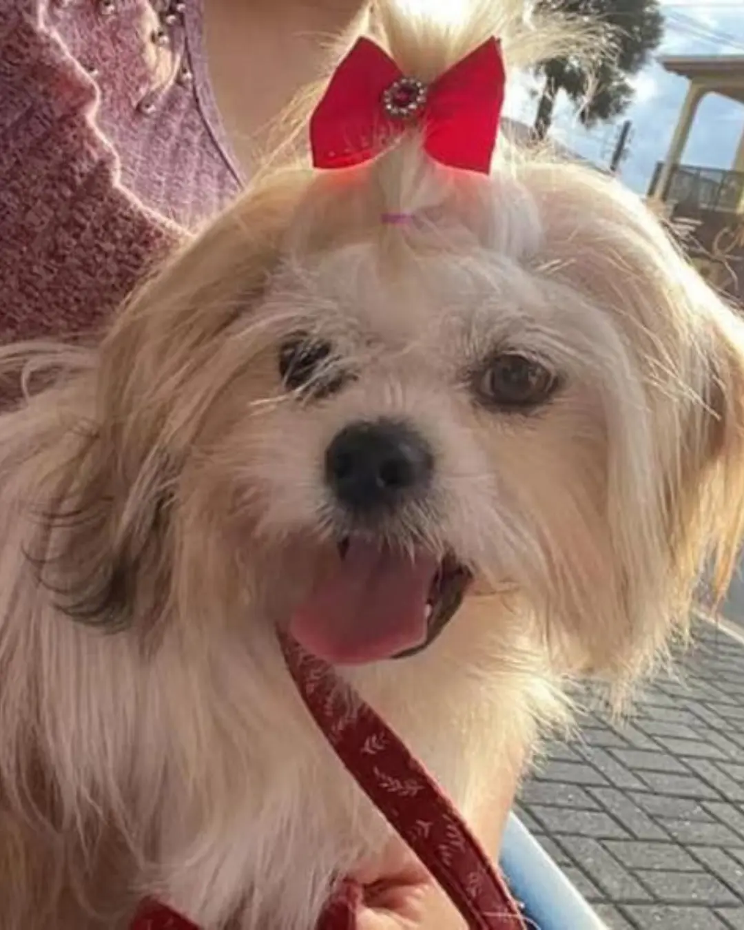 Família busca por cachorrinha Megui, desaparecida desde a virada do ano