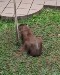 IAT e SMMA se organizam para resgatar capivara que se refugiou em casa da região Central de Araucária