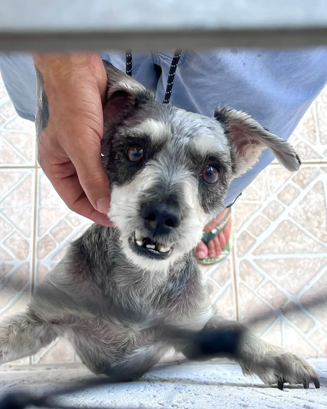 Moradora do Capela Velha procura família de cachorrinha perdida na região