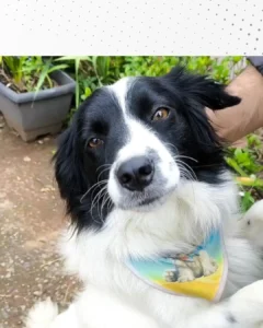 Onde está Zeus? Ajude a encontrar o border collie que desapareceu na região do Campina da Barra