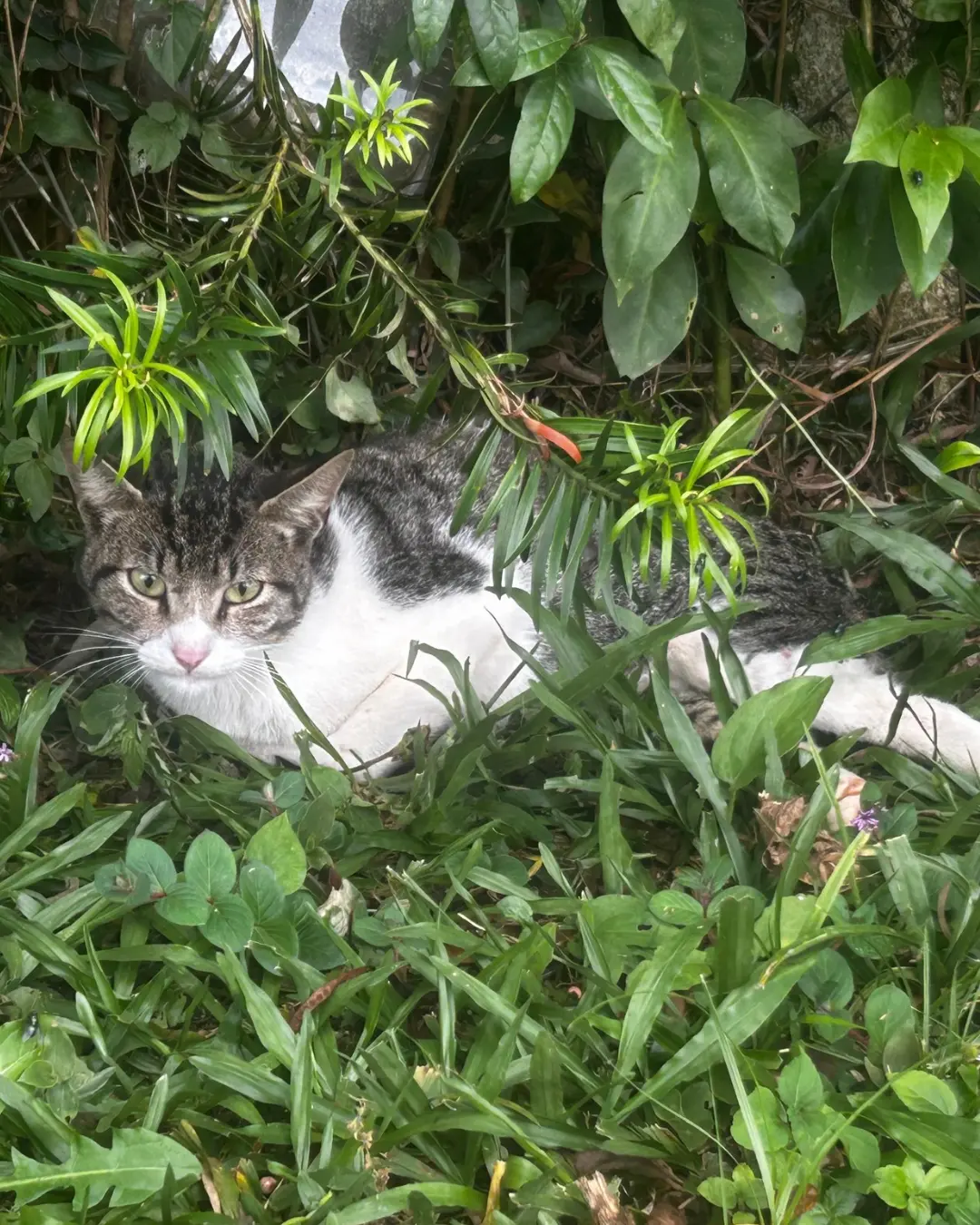 Protetora pede ajuda para pagar tratamento de gatinho atacado por cães